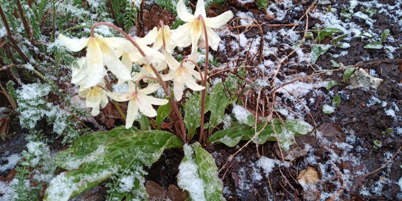 Erythronium revolutum ‘White Beauty’ Кандык